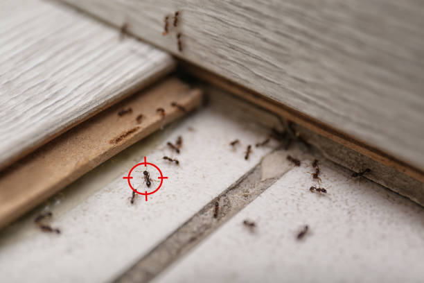 Best Termite Control Services  in Warrenton, MO
