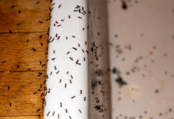 Best Local Pest Control Services  in Warrenton, MO