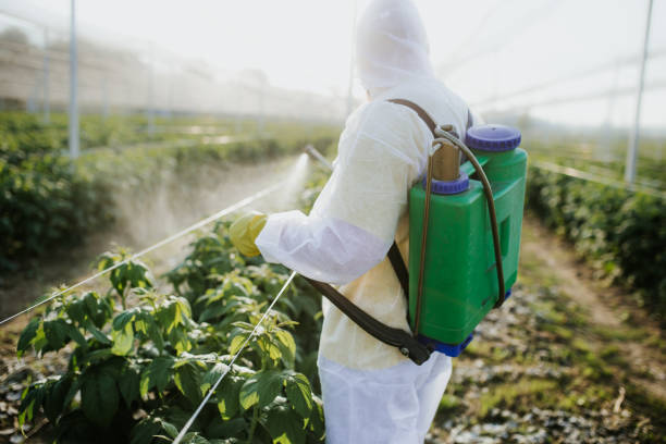 Wasp Removal Services in Warrenton, MO